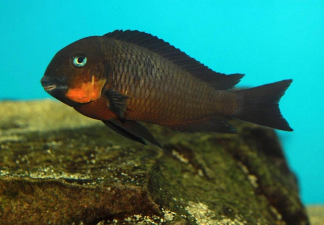 tropheus-mpimbwe-red-cheek-big-0