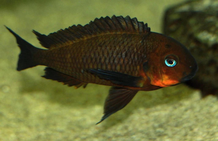 tropheus-mpimbwe-red-cheek-big-4