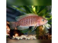 neolamprologus-multifasciatus-small-1