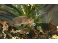 neolamprologus-multifasciatus-small-0