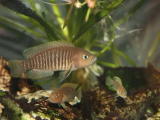 neolamprologus-multifasciatus