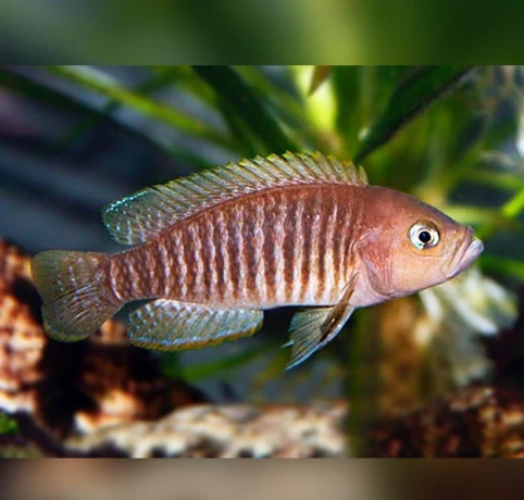 neolamprologus-multifasciatus-big-1