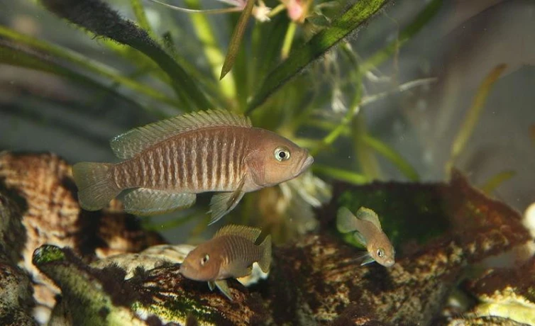 neolamprologus-multifasciatus-big-0