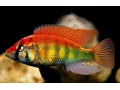 haplochromis-sp-rainbow-small-1