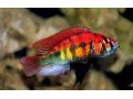 haplochromis-sp-rainbow-small-0