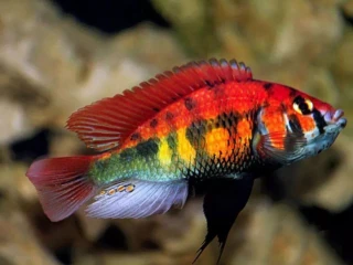 haplochromis-sp-rainbow