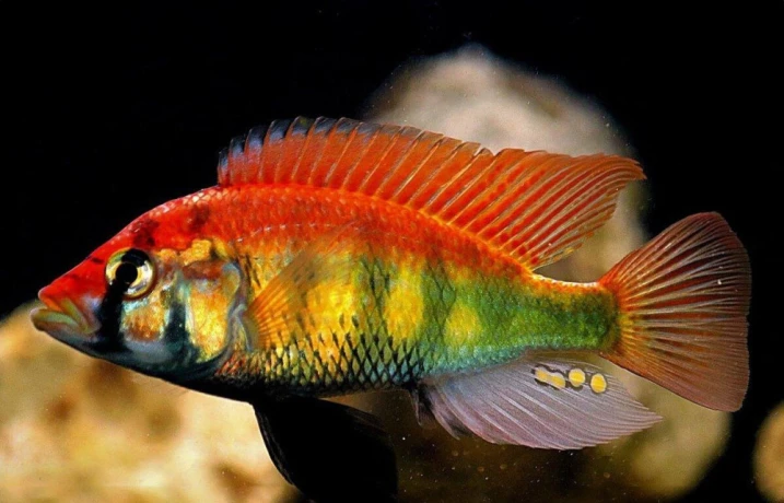 haplochromis-sp-rainbow-big-1
