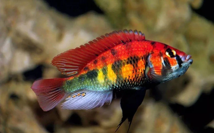 haplochromis-sp-rainbow-big-0