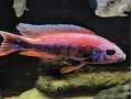 sciaenochromis-fryeri-purple-redyellow-small-1