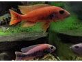 sciaenochromis-fryeri-purple-redyellow-small-3