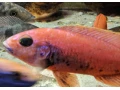 sciaenochromis-fryeri-purple-redyellow-small-4