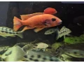 sciaenochromis-fryeri-purple-redyellow-small-0