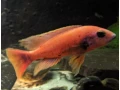 sciaenochromis-fryeri-purple-redyellow-small-2