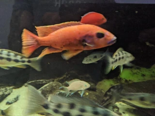sciaenochromis-fryeri-purple-redyellow