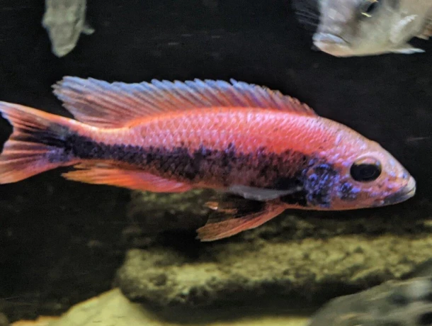 sciaenochromis-fryeri-purple-redyellow-big-1