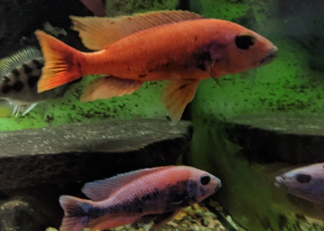 sciaenochromis-fryeri-purple-redyellow-big-3