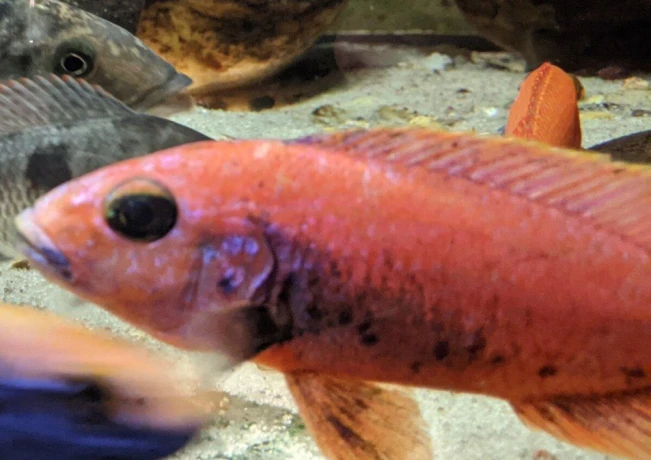 sciaenochromis-fryeri-purple-redyellow-big-4