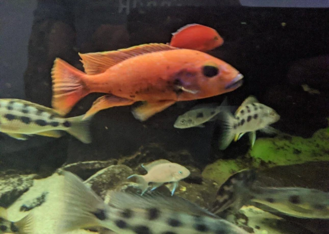 sciaenochromis-fryeri-purple-redyellow-big-0