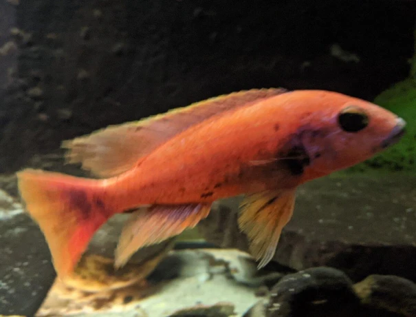 sciaenochromis-fryeri-purple-redyellow-big-2