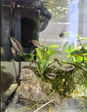 darujeme-ostrieziky-purpurove-big-0