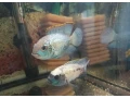 akara-electric-blue-small-0