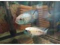 akara-electric-blue-small-2
