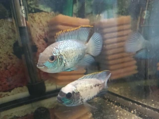 akara-electric-blue