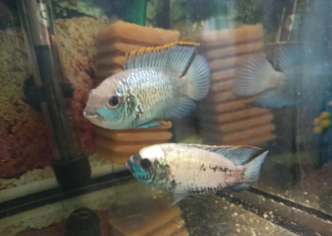 akara-electric-blue-big-2
