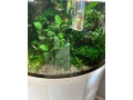 predam-akvarium-juwel-trigon-190-white-small-1