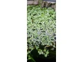akvariove-rastliny-small-2