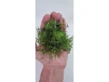 akvariove-rastliny-small-1