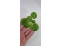 akvariove-rastliny-small-0