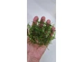 akvariove-rastliny-small-3