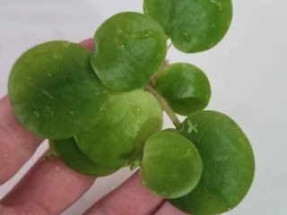 akvariove-rastliny