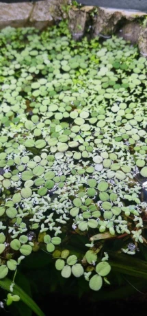 akvariove-rastliny-big-2