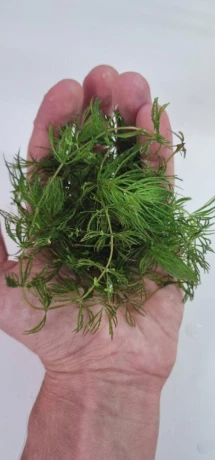 akvariove-rastliny-big-1