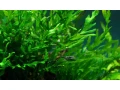 akvarijni-rostlina-bolbitis-heudelotii-small-1