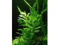 akvarijni-rostlina-bolbitis-heudelotii-small-0