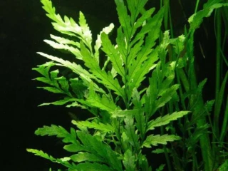 akvarijni-rostlina-bolbitis-heudelotii