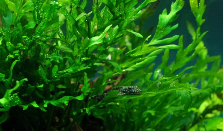 akvarijni-rostlina-bolbitis-heudelotii-big-1