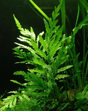 akvarijni-rostlina-bolbitis-heudelotii-big-0