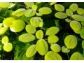 akvarijni-rostlina-pistia-stratiotes-small-0