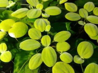 akvarijni-rostlina-pistia-stratiotes