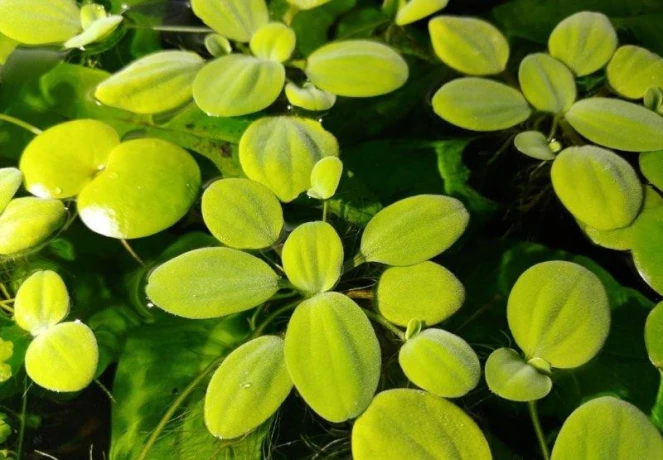 akvarijni-rostlina-pistia-stratiotes-big-0