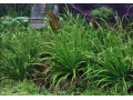 akvarijni-rostlina-blyxa-japonica-small-0