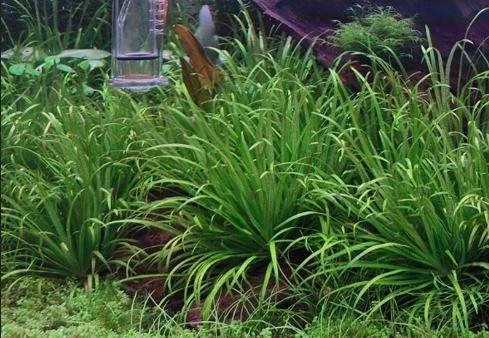 akvarijni-rostlina-blyxa-japonica-big-0