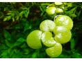 akvarijni-rostlina-limnobium-spongia-small-0