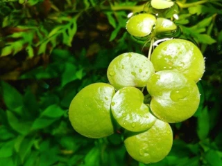 akvarijni-rostlina-limnobium-spongia