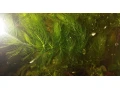 plavajuca-rastlina-rozkatec-small-0