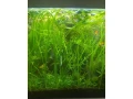 vallisneria-spiralis-small-0